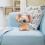 Breathing Stuffed Bear – Soothing Rhythmic Breathing, 5