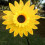 Sonnenblumen-Windmühlen-Gartendekoration 36 cm 3