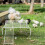 MLINS White Iron Chicken Coop Platform with Ladder 4