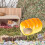 Critter Bath for Chinchilla Small Animal Nesting Accessory 8