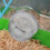 Hamster Tunnel Plugs Transparent 4 Pcs 5