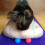 Peanut Massage Ball for Myofascial Release 1 pack 8