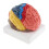 Brain Model with Colored Labeled Regions 2-Part with Base 4