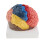Brain Model with Colored Labeled Regions 2-Part with Base 5