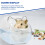 Transparent Plastic Pet Bath Basin for Small Pets 1 Piece 2
