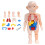 Human Anatomy Model Toy Organ Set 7