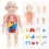 Human Anatomy Model Toy Organ Set 6