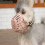Adjustable Plastic Dog Muzzle Breathable Basket Small to 5