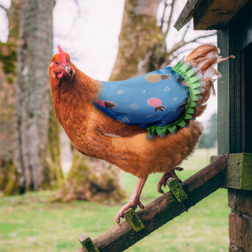 Chicken Saddle Apron Blue Waterproof with Elastic Straps 2