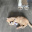 Cat Teething Chew Toy with Catnip Pink 1PC 5