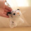 White Tiger Keychain Plush Mini Stuffed Animal with Clip 5