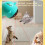Automatic Motion-Activated Cat Toy for Indoor Cats 7
