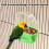 Bird Cage Hanging Feeding Cup Plastic 1 Piece 3