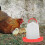 Chicken Feeding Box Poultry Food Container 1 Set 3