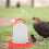Chicken Feeding Box Poultry Food Container 1 Set 5