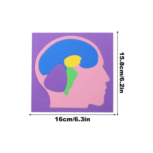 Human Anatomy Puzzle EVA Brain Model for Kids 1
