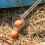 Stainless Steel Peanut Picker and Egg Grasper 107cm 2