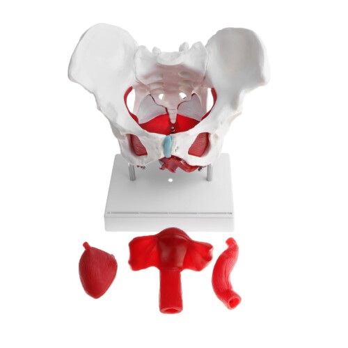 Female Pelvis Model with Removable Organs and Muscles, 1