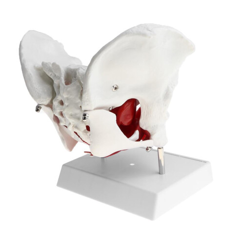 Female Pelvis Model with Removable Organs and Muscles, 2