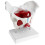 Female Pelvis Model with Removable Organs and Muscles, 8