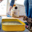 Small Plastic Litter Box for Kittens 13.9 x 9.8 x 3 in 6