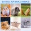 Squirrel Mineral Stone for Small Animals Teeth 2 pcs 8