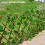Wooden Privacy Screen Adjustable Telescopic 77 inch 4