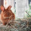 Hay Feeder Rack for Bunny Hamster Ferret White 7