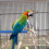Parrot Perch Stand Grey Bamboo 2 pcs 5