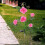 Lampes solaires de jardin pour fleurs, étanches, d'extérieur 3