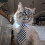 Adjustable Pet Sweater for Small Medium Dogs Cats 3