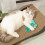 猫薄荷填充老鼠玩具 带发声功能 8