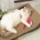 猫薄荷填充老鼠玩具 带发声功能 3
