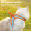 Reflective Cat Leash for Walking 5