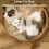 Handwoven Cotton Rope Cat Basket Durable Foldable 6
