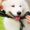 Vnanda Dog Muzzle Adjustable Breathable Nylon for Small to 4