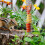 Stainless Steel Squirrel Feeder Set 2 pcs 6