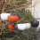Hanging Planter Plastic Chlorophytum Pot 2 pcs 8