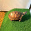 Piattaforma per tartarughe con terrazza in erba sintetica M 5