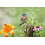 Ένα ΝΕΟ Ανατολικό Αρσενικό Bluebird σε Στύλο Φράχτη, Marion, Illinois, ΗΠΑ Αφίσες σε καμβά 1