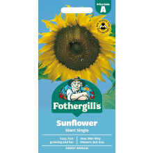 Fothergill's Sunflower Giant Single Flower Seeds, 75 Seeds, Helianthus Annuus, Y