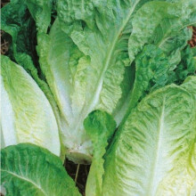 Little Gem Lettuce Seeds –500 Seeds of Crunchy Cos Lettuce – Suitable for Indoor