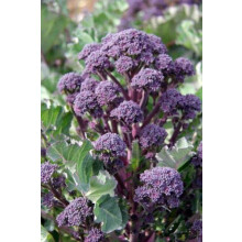 Purple Sprouting Broccoli Plug Plants- Grow Your Own from Our Premium Quality Plants (3)