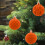 Christmas Tree Balls Orange Velvet 6cm 12pcs 4