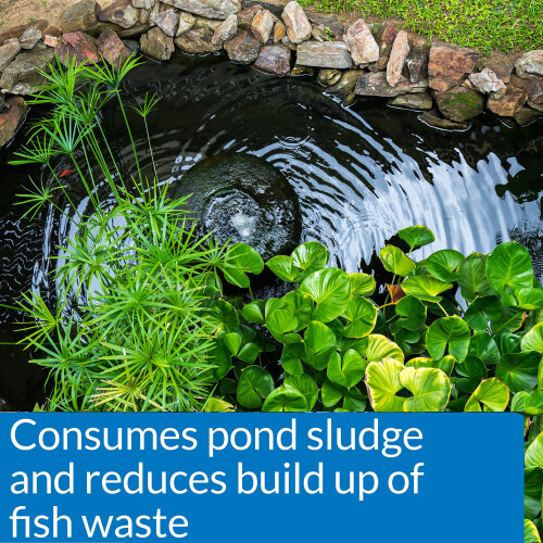 API Pond-Zyme Sludge Destroyer with Barley for Ponds, 454g Container 2