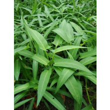 250 Seeds Water Spinach Seeds Kolmi Shak,Kongkon Morning Glory Seeds, Fresh Ipomoea Aquatica, Green Leafy Vegetable