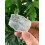 Pedaços de quartzo transparente natural bruto de 2,5 a 5 cm (1 a 2 polegadas) 3