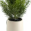 Faux Pine Tree in Grey Plastic Pot 21 Inch 3