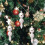 Boules de Noël LINLIN (12 pièces) 4
