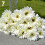 Künstlicher Seiden-Gerbera-Gänseblümchenstrauß (1 Stück) 2